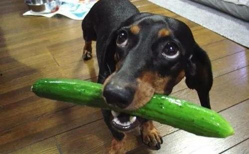 吃瓜白狗视频在线观看免费,带你领略欢乐时光